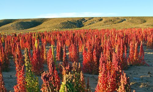 Quinoa_growing_in_Bolivia